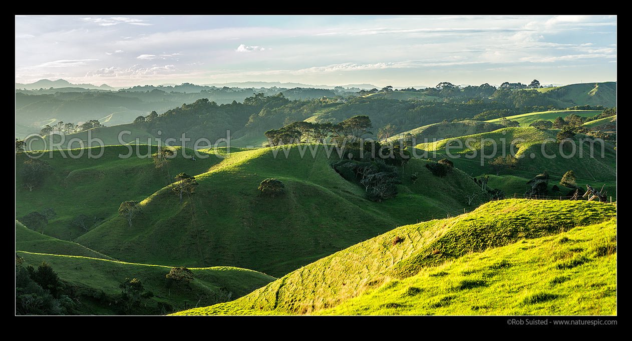 Image of Awhitu Peninsula farmland panorama looking towards Awhitu Central. Lush hill country in afternoon light, Awhitu Peninsula, Papakura District, Auckland Region, New Zealand (NZ) stock photo image