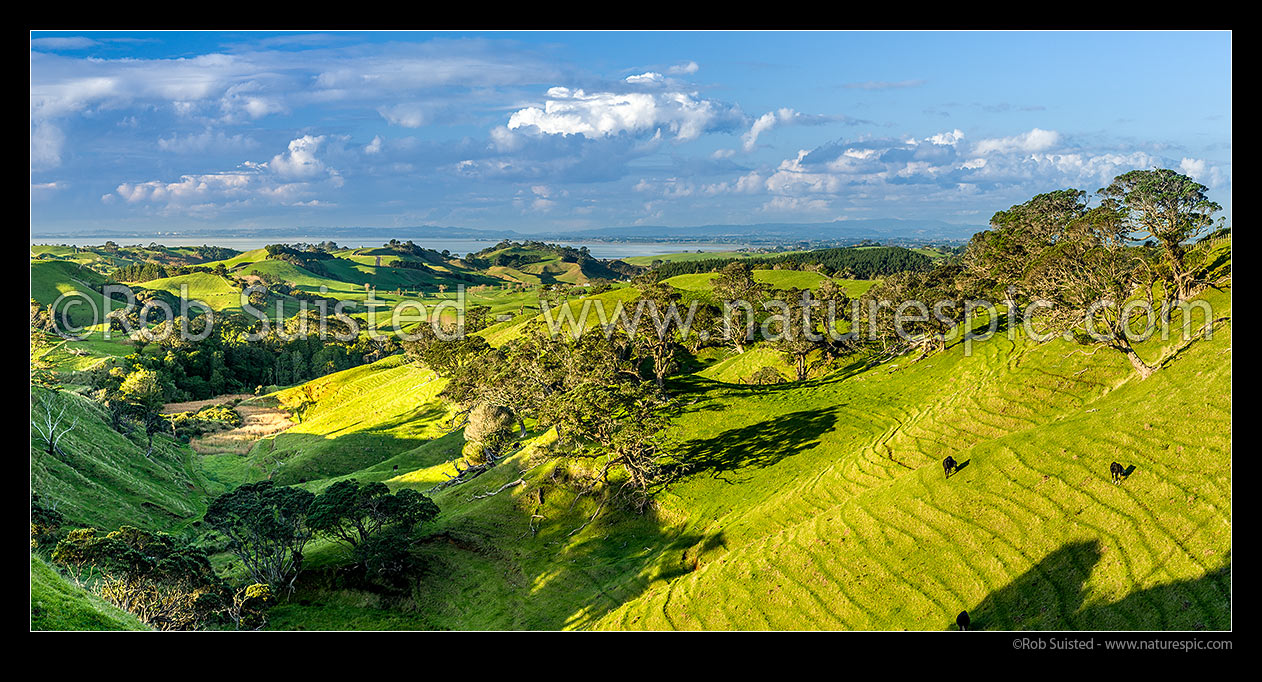 Image of Awhitu farmland with Manukau Harbour and South Auckland beyond. Panorama, Awhitu Peninsula, Papakura District, Auckland Region, New Zealand (NZ) stock photo image