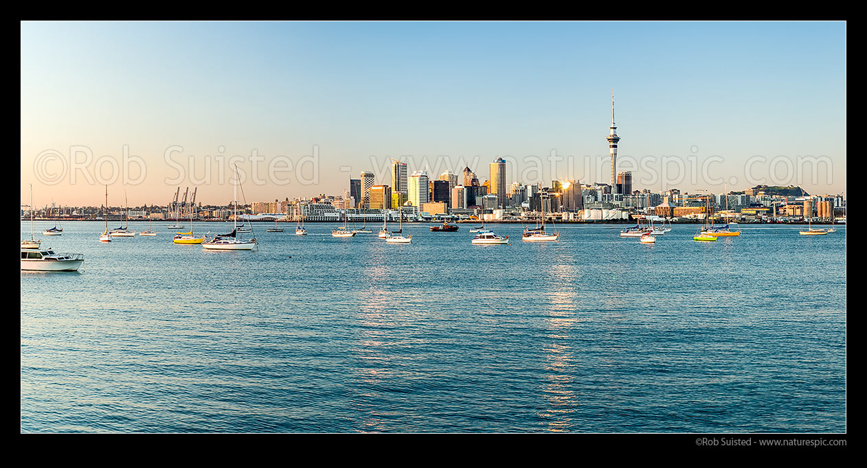 Image of Auckland City glistening at sunrise. Sky Tower, CBD and waterfront, with moored sailboats on the Waitemata harbour. Panorama as golden sunlight highlights buildings, Auckland, Auckland City District, Auckland Region, New Zealand (NZ) stock photo image