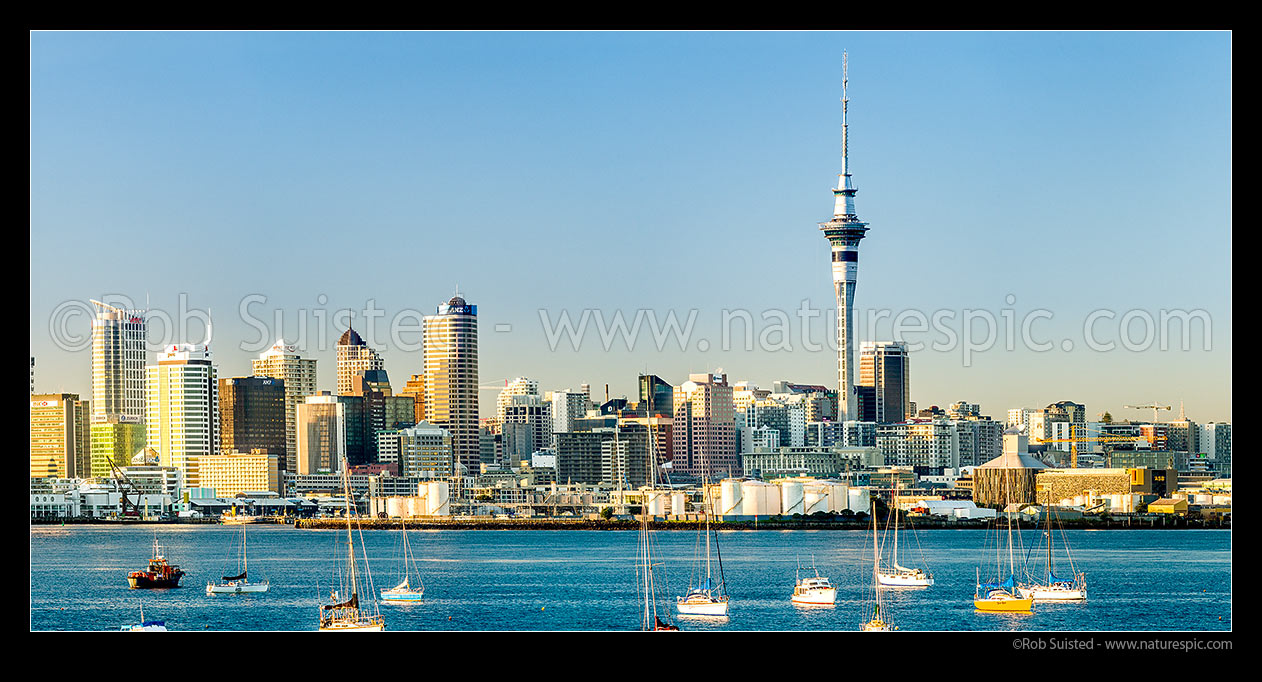 Image of Auckland City Sky Tower above the CBD, waterfront, and other building at sunrise. Yachts moored on the Waitemata Harbour. Panorama, Auckland, Auckland City District, Auckland Region, New Zealand (NZ) stock photo image