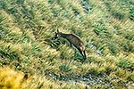 Wild red deer grazing in tussock