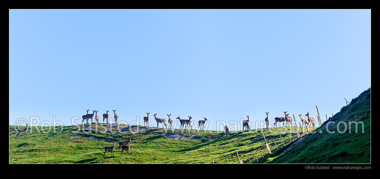 Image of Red deer (Cervus elaphus) farmed on pasture. Captive deer hinds and yearlings, New Zealand (NZ) stock photo image