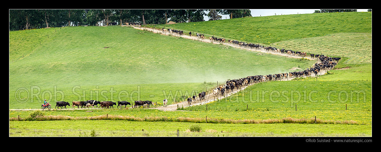 Image of Dairy cows walking towards milking shed for milking time, along paddock laneway, with farmer on motorbike behind. Panorama, Waipa District, New Zealand (NZ) stock photo image