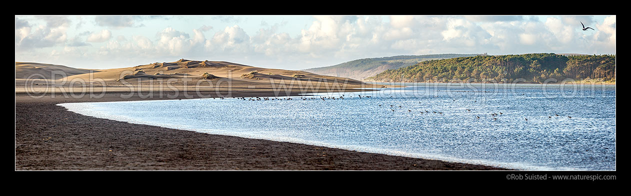 Image of Port Waikato River mouth with Oystercatcher birds wading in tide beside sand dunes. Panorama, Port Waikato, New Zealand (NZ) stock photo image