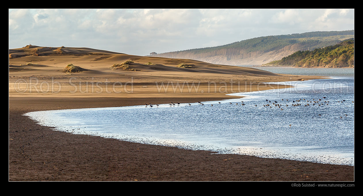 Image of Port Waikato River mouth with Oystercatcher birds wading in tide beside sand dunes. Panorama, Port Waikato, New Zealand (NZ) stock photo image