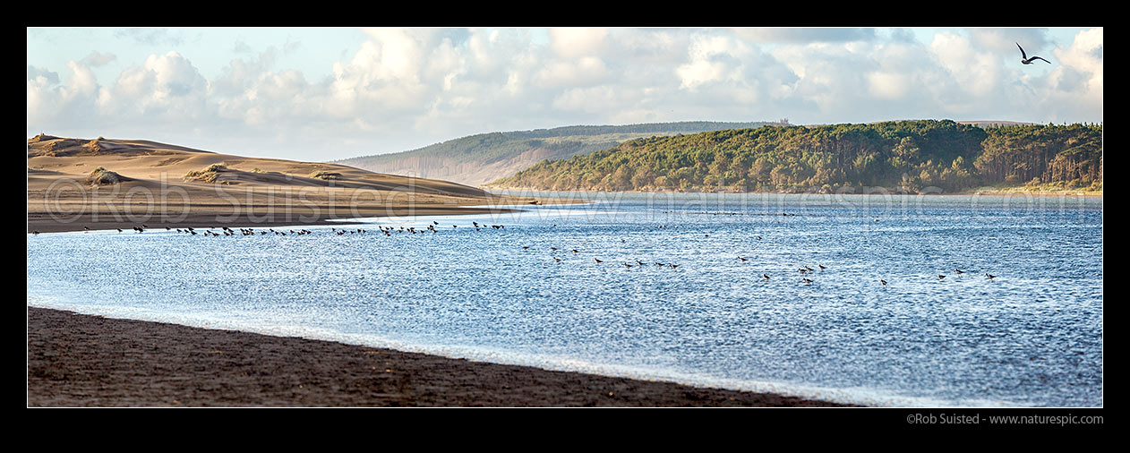 Image of Port Waikato River mouth with Oystercatcher birds wading in tide beside sand dunes. Panorama, Port Waikato, New Zealand (NZ) stock photo image