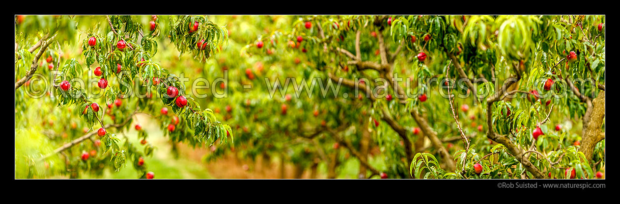 Image of Nectarine fruit on fruit trees. Commercial stone fruit orchard. Panorama, Cromwell, Central Otago District, Otago Region, New Zealand (NZ) stock photo image