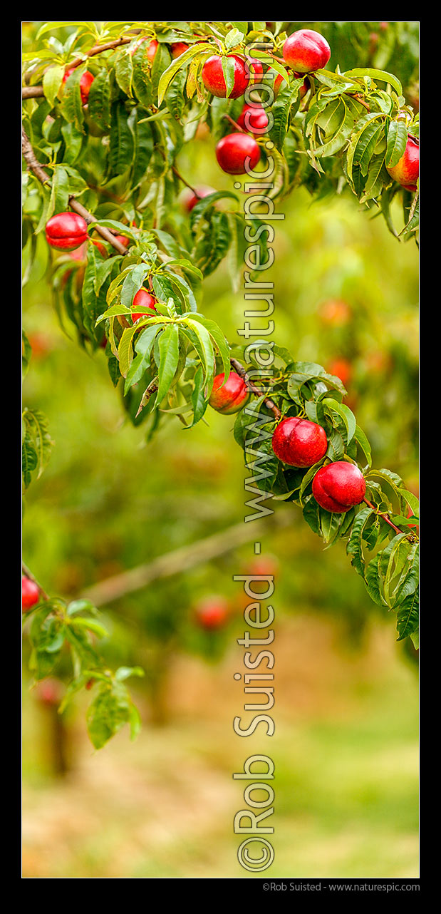 Image of Nectarine fruit ripening on trees in commercial fruit orchard. Vertical panorama, Cromwell, Central Otago District, Otago Region, New Zealand (NZ) stock photo image