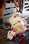 Butchering sheep for food