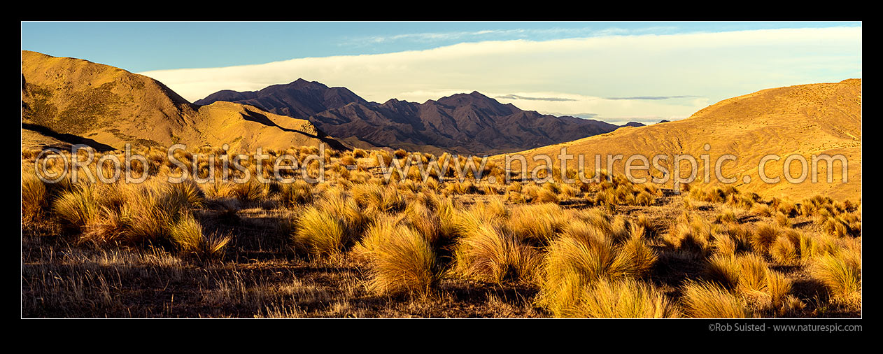 Image of Marlborough high country overlooking the Flaxbourne River headwaters towards the Blue Mountain Range, with tussocklands of Haldon Hills in foreground. Panorama, Ward, Marlborough District, Marlborough Region, New Zealand (NZ) stock photo image