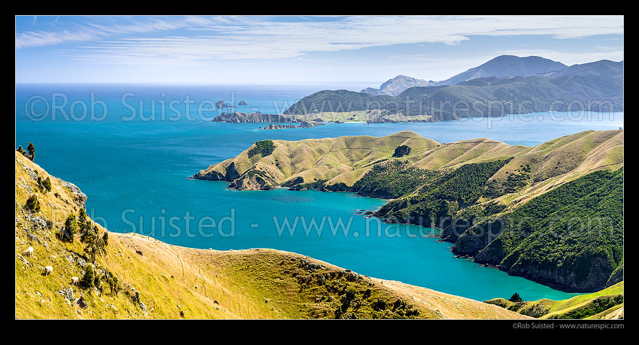 Image of Okuri Bay farmland and sheep, French Pass, with D'Urville Island and Tasman Bay behind. Panorama, French Pass, Marlborough Sounds, Marlborough District, Marlborough Region, New Zealand (NZ) stock photo image