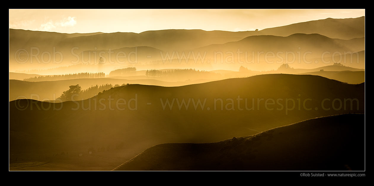 Image of Cape Campbell and Flaxbourne farmland at sunrise. Ridges, fencelines and trees compressed by telephoto lens. panorama, Ward, Marlborough District, Marlborough Region, New Zealand (NZ) stock photo image