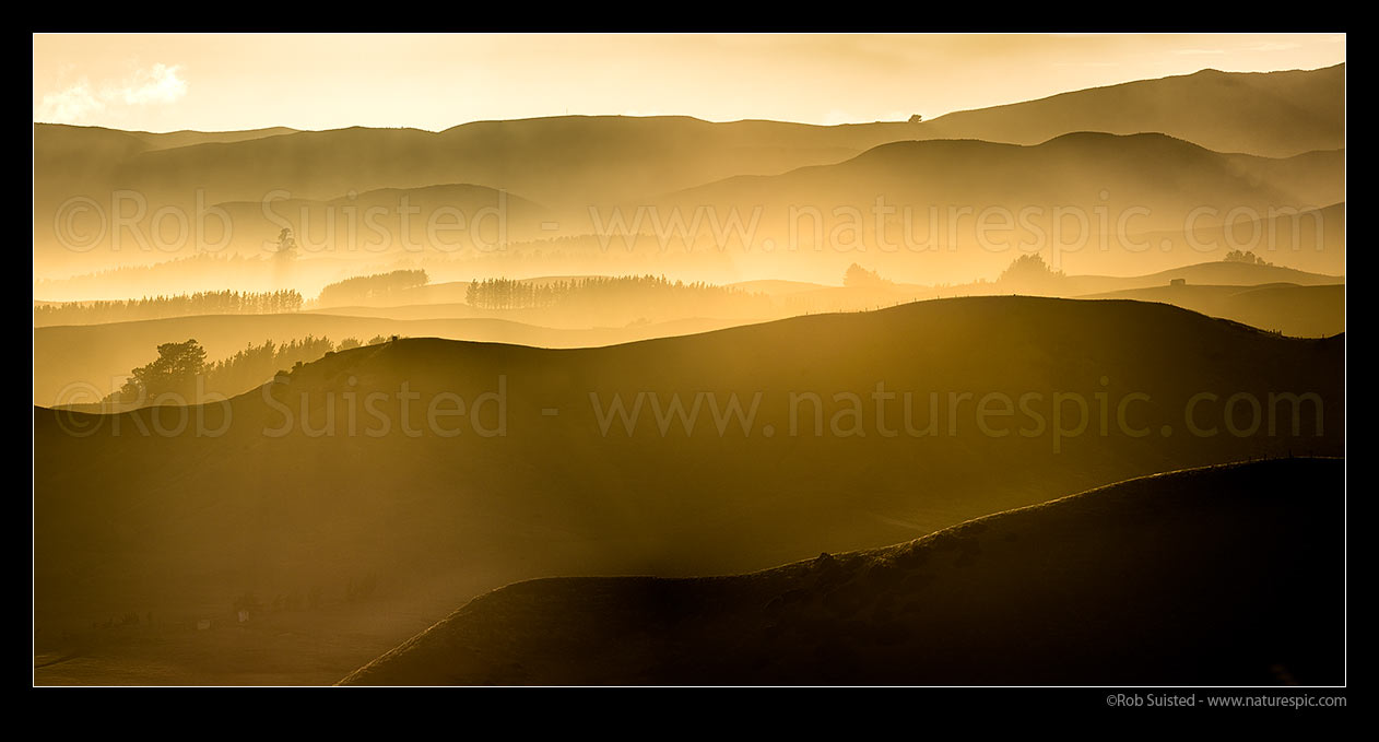 Image of Cape Campbell and Flaxbourne farmland at sunrise. Ridges, fencelines and trees compressed by telephoto lens. panorama, Ward, Marlborough District, Marlborough Region, New Zealand (NZ) stock photo image