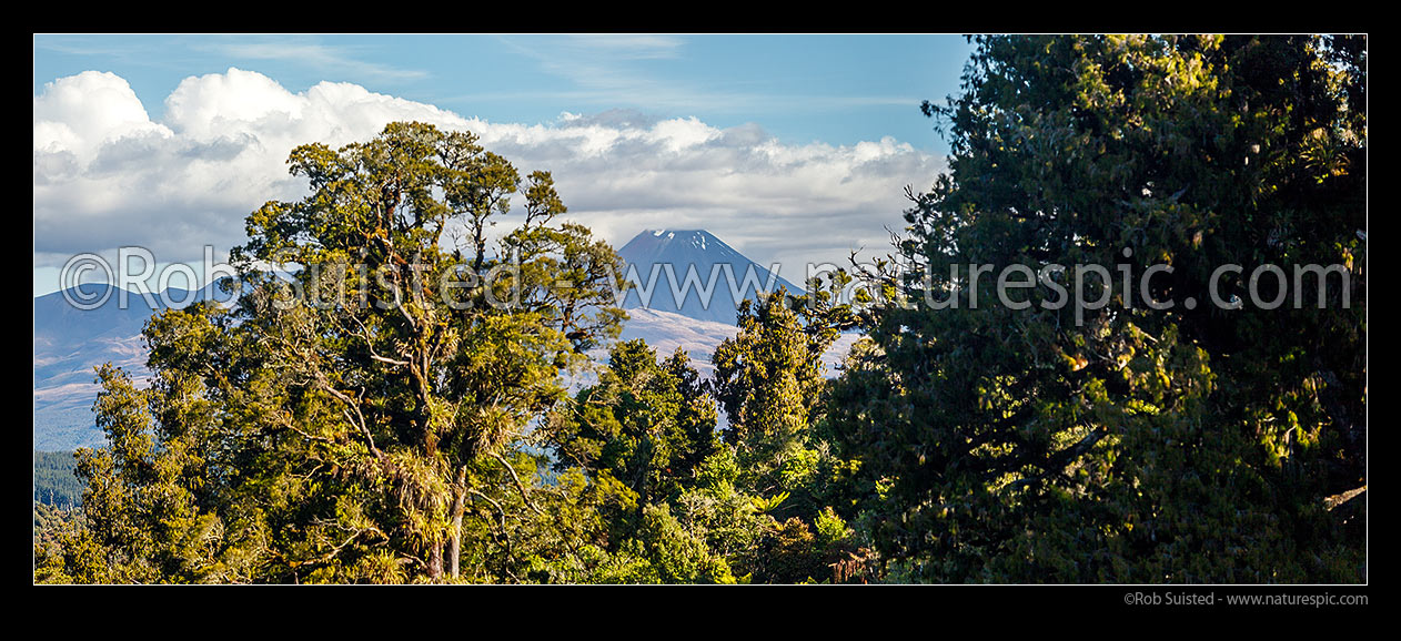 Image of Mt Ngauruhoe (2287m) seen over native forest from Waituhi Saddle, Hauhangaroa Range. Panorama, Taumarunui, Ruapehu District, Manawatu-Wanganui Region, New Zealand (NZ) stock photo image