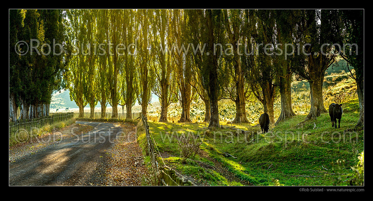 Image of Ararawa Valley back country Oruakukuru Road. Fenced back country road lined with polar trees. Early autumn panorama, Ohakune, Ruapehu District, Manawatu-Wanganui Region, New Zealand (NZ) stock photo image