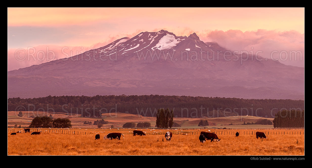 Image of Mt Ruapehu above cattle grazing on farmland at dawn. Mount Ruapehu, Tahurangi Peak (2797m). Panorama, Ohakune, Ruapehu District, Manawatu-Wanganui Region, New Zealand (NZ) stock photo image