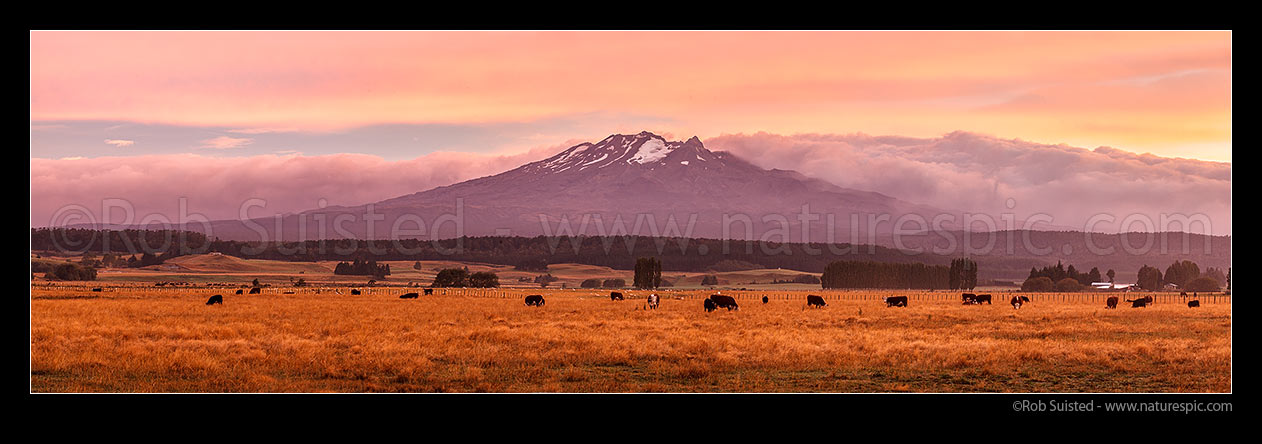 Image of Cattle grazing below Mount (Mt) Ruapehu, at dawn. Mount Ruapehu, Tahurangi Peak (2797m). Wide panorama, Ohakune, Ruapehu District, Manawatu-Wanganui Region, New Zealand (NZ) stock photo image