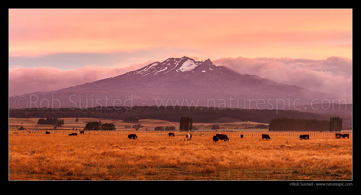 Image of Mt Ruapehu above cattle grazing on farmland at dawn. Mount Ruapehu, Tahurangi Peak (2797m). Panorama, Ohakune, Ruapehu District, Manawatu-Wanganui Region, New Zealand (NZ) stock photo image