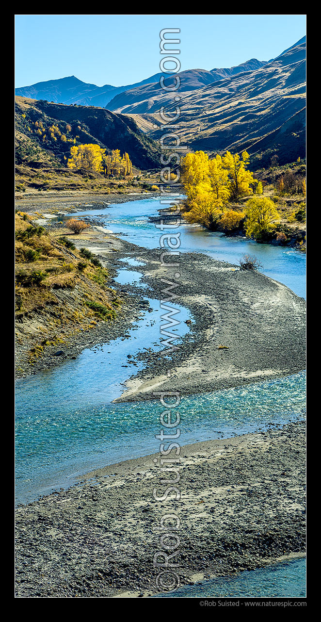 Image of Autumn colours on the upper Shotover River near Strohles Flat. Vertical panorama, Shotover River Valley, Queenstown Lakes District, Otago Region, New Zealand (NZ) stock photo image