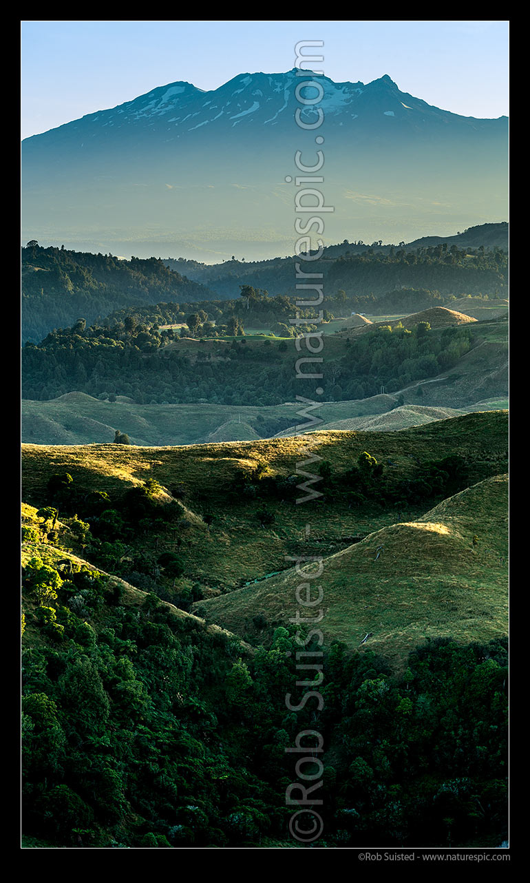 Image of Mt (Mount) Ruapehu (2797m) high above Ohakune farmland at dawn. Vertical panorama, Ohakune, Ruapehu District, Manawatu-Wanganui Region, New Zealand (NZ) stock photo image