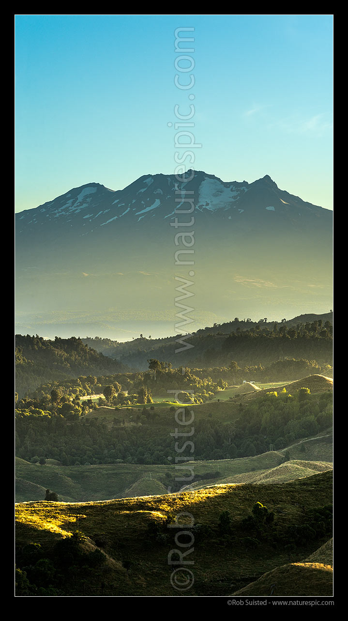 Image of Mt (Mount) Ruapehu (2797m) high above Ohakune farmland at dawn. Vertical panorama, Ohakune, Ruapehu District, Manawatu-Wanganui Region, New Zealand (NZ) stock photo image