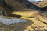 Merino sheep flock muster, Shotover