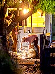 Emily and Sam Welch, record shearers