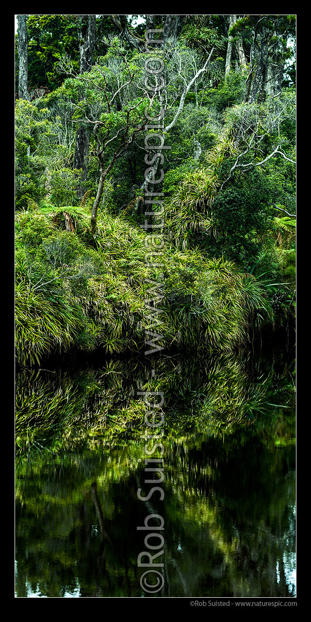 Image of Forest vegetation and Kiekie vines overhanging, and reflected in, still dark tanin coloured river water. Vertical panorama, South Westland, Westland District, West Coast Region, New Zealand (NZ) stock photo image