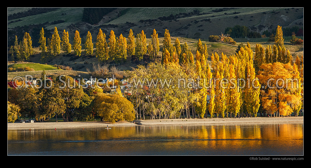 Image of Wanaka township, with golden autumn colours and poplar trees reflecting in Lake Wanaka foreshore in golden light. Panorama, with paddle boarder on lake, Wanaka, Queenstown Lakes District, Otago Region, New Zealand (NZ) stock photo image