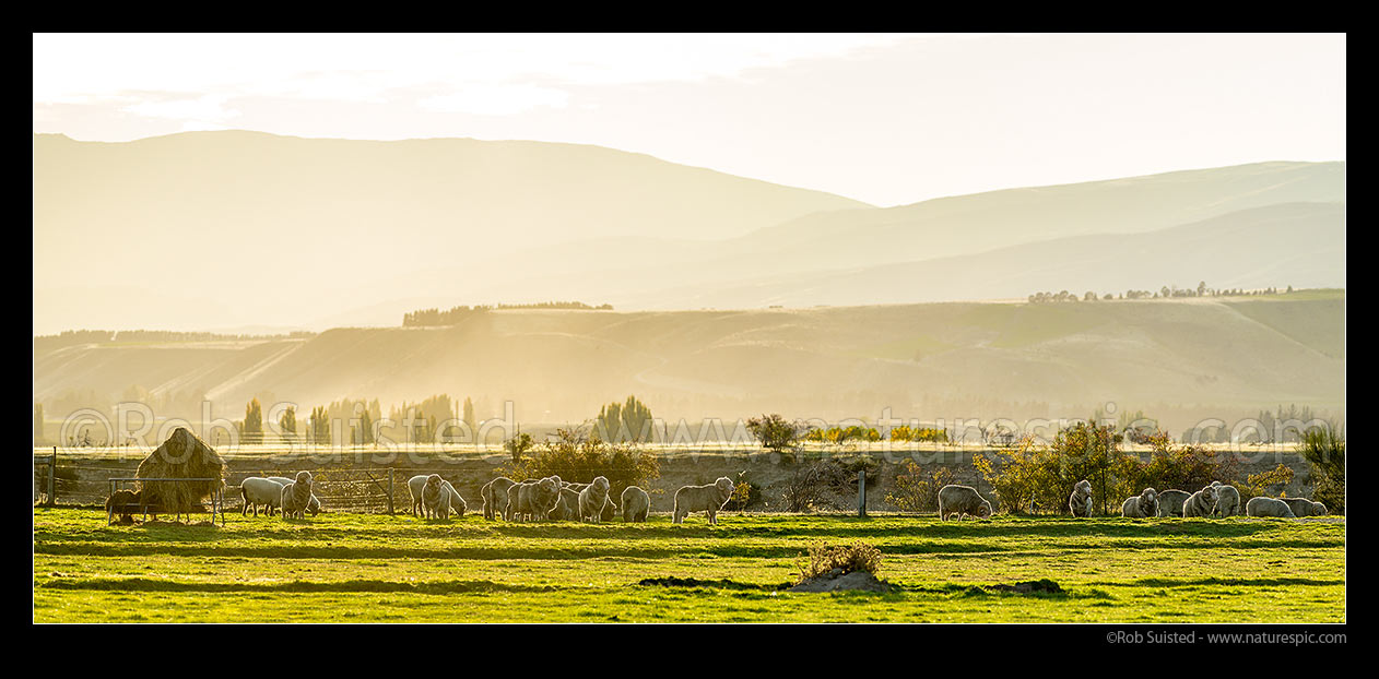 Image of Merino sheep rams in morning sunlight. Autumn colours. Dunstan Mountains behind. Panorama, Queensberry, Central Otago District, Otago Region, New Zealand (NZ) stock photo image