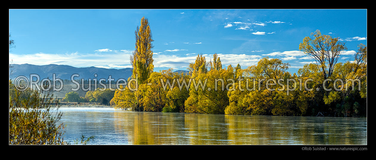 Image of Clutha River Mata-Au with morning mist and autumn colours reflecting from poplar and willow trees. Panorama, Albert Town, Queenstown Lakes District, Otago Region, New Zealand (NZ) stock photo image