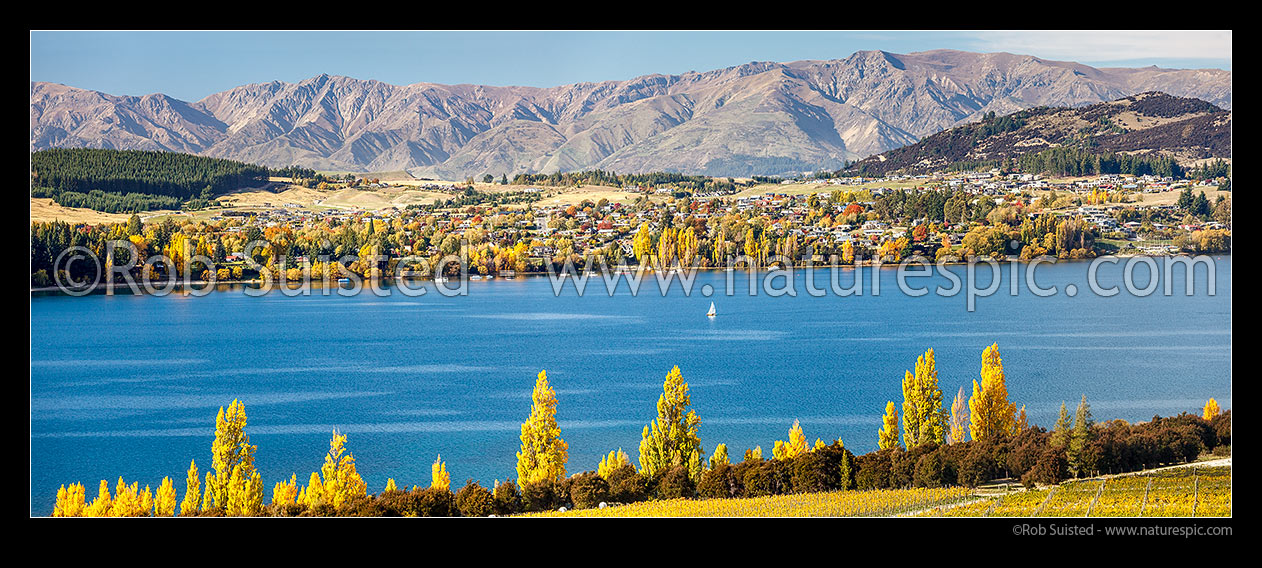 Image of Lake Wanaka and Wanaka township. Looking across Roys Bay, with sailing boat. Autumn golden colours. Panorama, Wanaka, Queenstown Lakes District, Otago Region, New Zealand (NZ) stock photo image