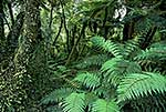 Inside rain forest, Westland