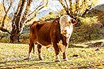 Hereford stud bull