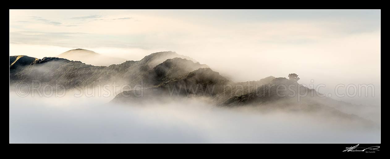 Image of Te Urewera foothills in the mist. Forest ridgeline breaking morning fog hanging in bush filled valleys. Panorama, Wairoa, Wairoa District, Hawke's Bay Region, New Zealand (NZ) stock photo image