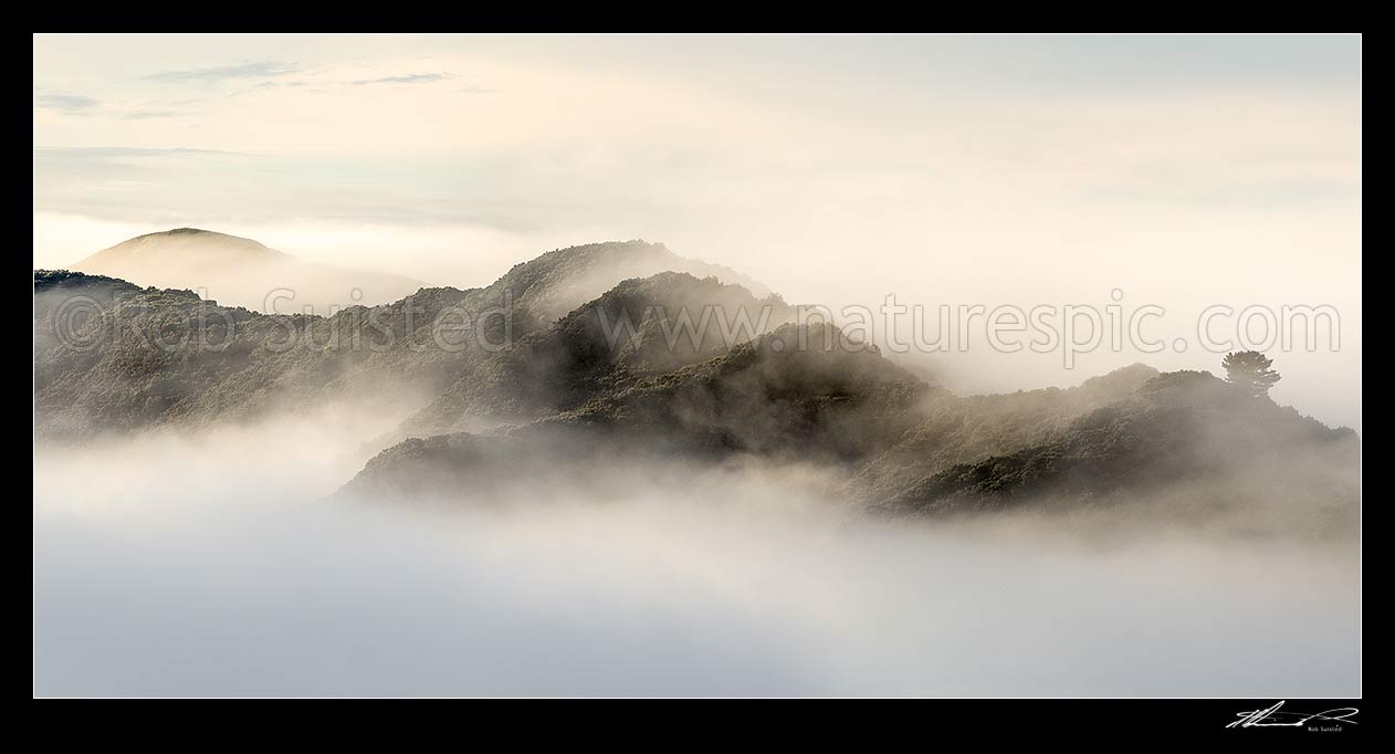 Image of Te Urewera foothills in the mist. Forest ridgeline breaking morning fog hanging in bush filled valleys. Panorama, Wairoa, Wairoa District, Hawke's Bay Region, New Zealand (NZ) stock photo image