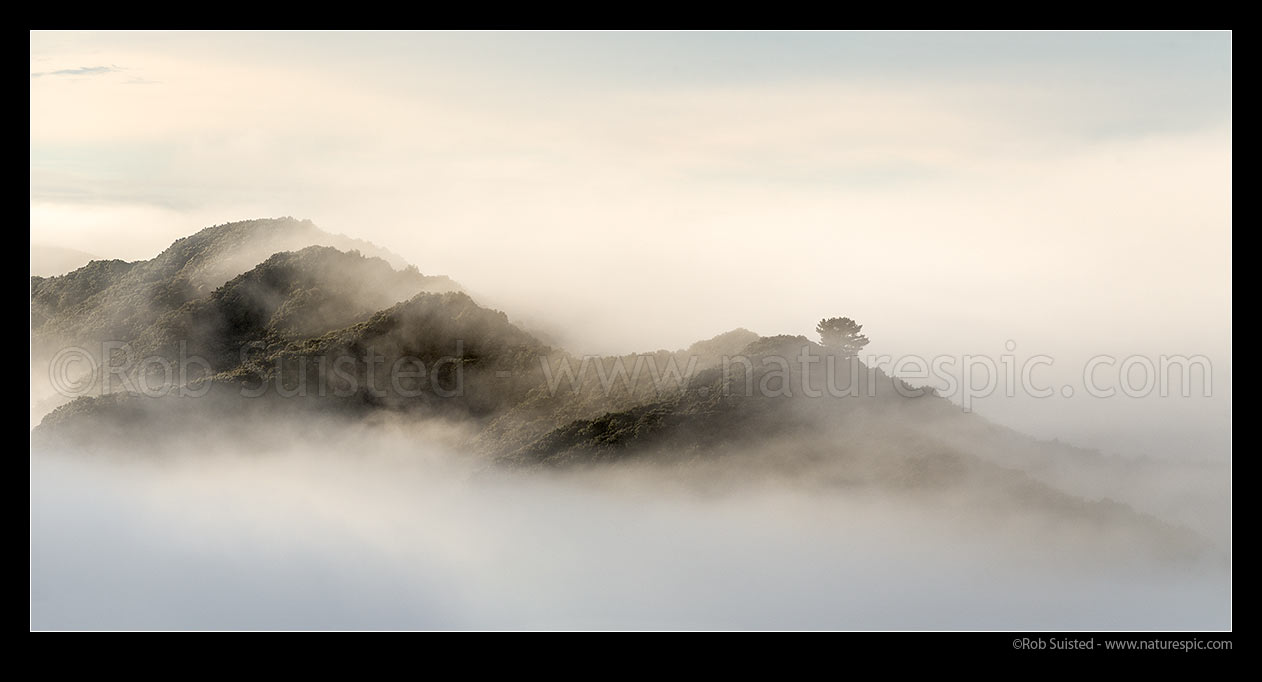 Image of Te Urewera foothills in the mist. Forest ridgeline breaking morning fog hanging in bush filled valleys. Panorama, Wairoa, Wairoa District, Hawke's Bay Region, New Zealand (NZ) stock photo image