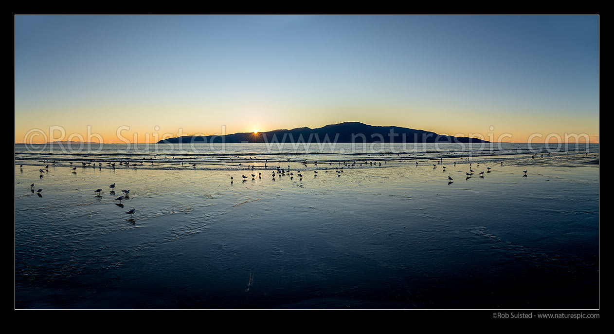 Image of Kapiti Island Nature Reserve silhouette with setting sun, with red billed gulls wading in water. Panorama, Paraparaumu, Kapiti Coast District, Wellington Region, New Zealand (NZ) stock photo image