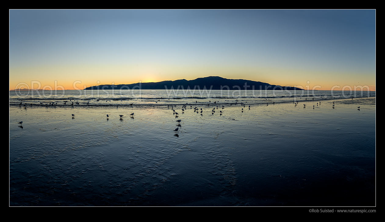 Image of Kapiti Island Nature Reserve silhouette at dusk, with red billed gulls wading in water. Panorama, Paraparaumu, Kapiti Coast District, Wellington Region, New Zealand (NZ) stock photo image