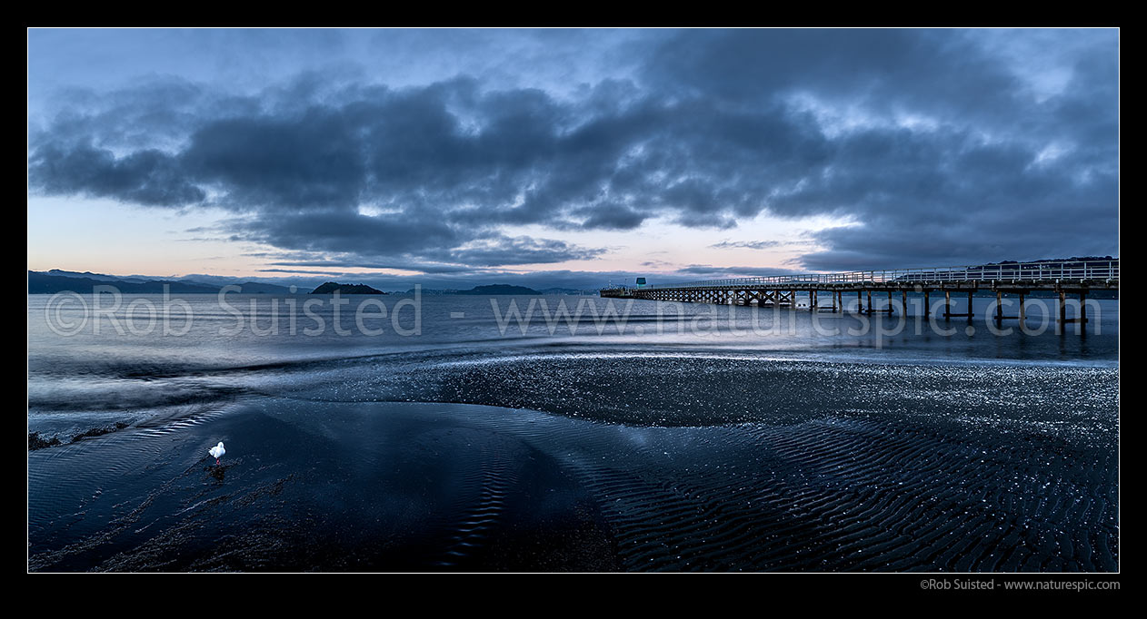 Image of Petone Beach moody dawn with Petone Wharf on foreshore. Wellington Harbour and Matiu/Somes Island at left. Red-billed gull (Chroicocephalus scopulinus) in foreground. Panorama, Petone, Hutt City District, Wellington Region, New Zealand (NZ) stock photo image