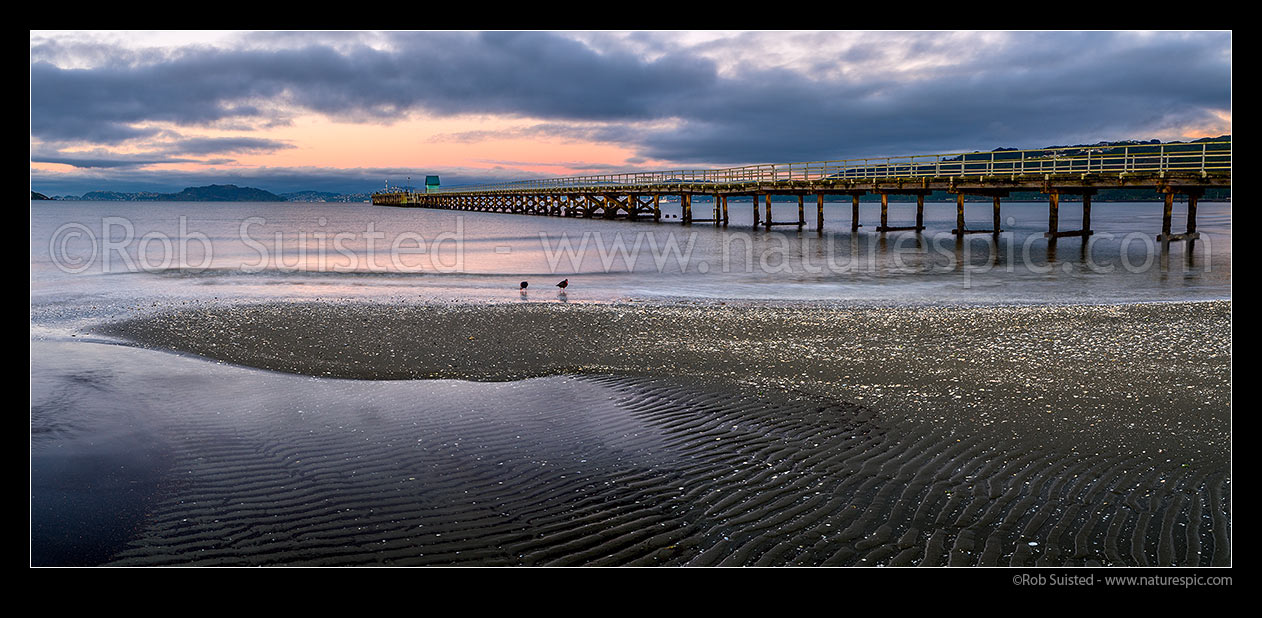 Image of Petone Wharf and Beach on a moody morning with variable oystercatchers (Haematopus unicolor) wading in shallows. Panorama, Petone, Hutt City District, Wellington Region, New Zealand (NZ) stock photo image