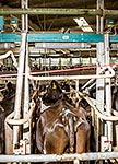 Dairy milking shed