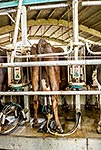 Dairy milking shed