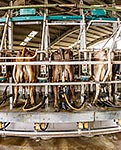 Dairy milking