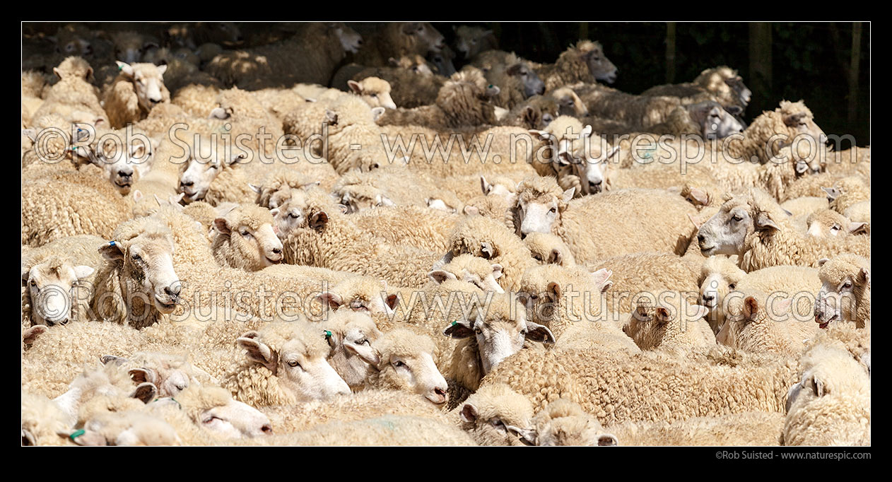 Image of Sheep flock of ewes and lambs being mustered into stockyards. Panorama, New Zealand (NZ) stock photo image