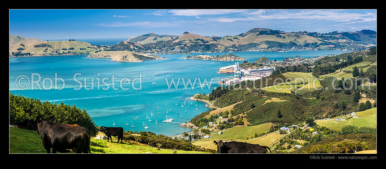 Image of Otago Harbour and Port Chalmers with large container ship departing. Otago Peninsula, Quarantine Island, and Portobello behind. Farmland and cows foreground. Panorama, Port Chalmers, Dunedin City District, Otago Region, New Zealand (NZ) stock photo image