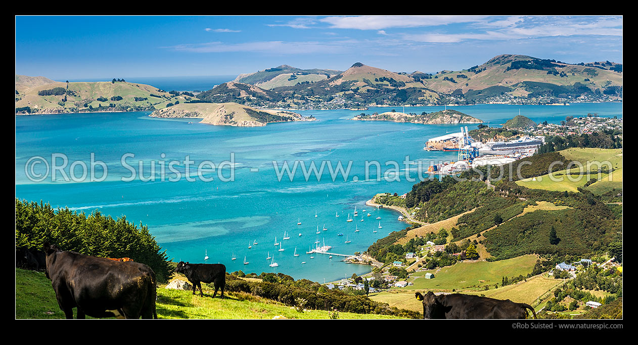 Image of Otago Harbour and Port Chalmers with large container ship departing. Otago Peninsula, Quarantine Island, and Portobello behind. Farmland and cows foreground. Panorama, Port Chalmers, Dunedin City District, Otago Region, New Zealand (NZ) stock photo image