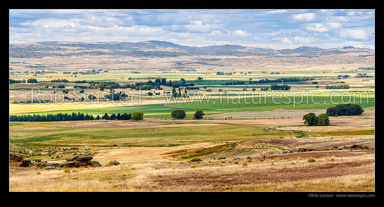 Image of Ida Valley (Ida Burn) showing irrigation greening the valley farmland for dairy farming. Rough Ridge Range beyond. Panorama, Poolburn, Central Otago District, Otago Region, New Zealand (NZ) stock photo image