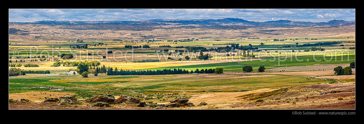 Image of Ida Valley (Ida Burn) showing irrigation greening the valley farmland for dairy farming. Rough Ridge Range beyond. Panorama, Poolburn, Central Otago District, Otago Region, New Zealand (NZ) stock photo image