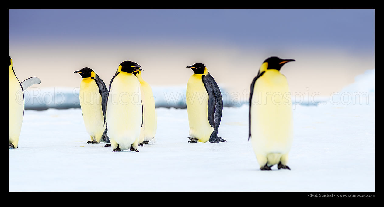 Image of Emperor Penguins (Aptenodytes forsteri) on pack ice. Panorama, Ross Sea, Antarctica Region, Antarctica stock photo image